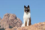 AKITA AMERICAIN 166
